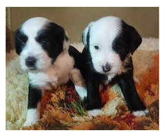 Tibetan terrier puppies for sale