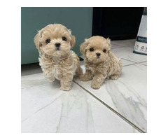 Vendo filhotes de Maltipoo