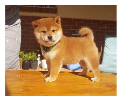 Filhotes Shiba Inu disponíveis