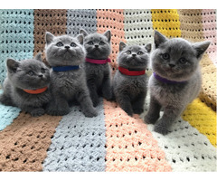 Vendo gatinhos British Shorthair