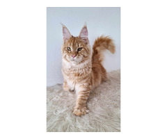 Gatinhos Maine Coon