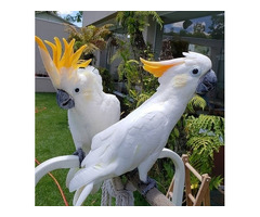 Papagaios cacatua guarda-chuva