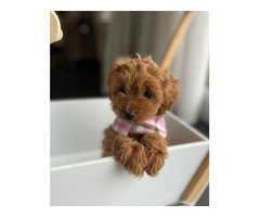 Toy poodle puppies