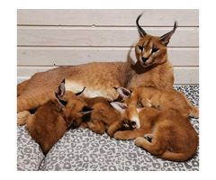 Gatinhos Caracal Bonitos E Inteligentes DisponÍVeis