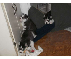 Cachorros husky siberiano para adoção