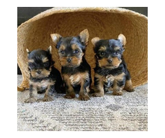 Cachorros Mini Yorkshire para adoção