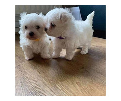 Cachorros bichon maltês para presentear