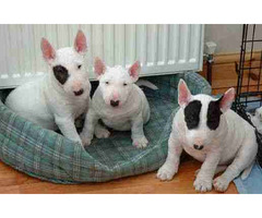 Filhotes/Bull Terrier Para Presentes