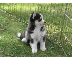 Cachorros husky siberiano