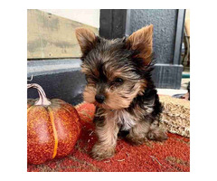 Raça de mini yorkie de brinquedo barato para adotar