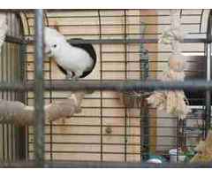 Cacatua de olhos azuis (Cacatua oftálmica)