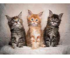 Gatinhos Maine Coon com pedigree registados no GCCF